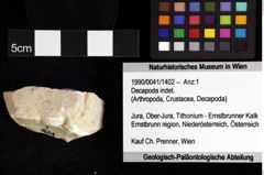 Foto (Objket + Etiketten) von Decapoda indet. 